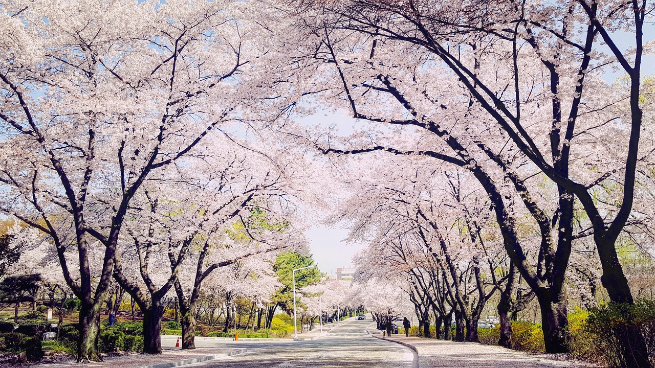 대구 사발